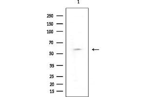 anti-Sorting Nexin 3 (SNX3) (Internal Region) antibody