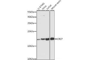 Western blot analysis of extracts of various cell lines using CRCP Polyclonal Antibody at dilution of 1:3000. (CRCP anticorps)