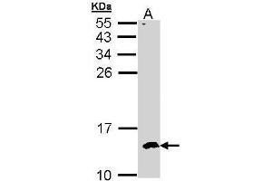WB Image Sample (30 ug of whole cell lysate) A: Hep G2 , 15% SDS PAGE antibody diluted at 1:500 (CKS2 anticorps  (C-Term))