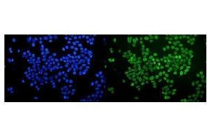 IF analysis of nmt55 p54nrb using anti-nmt55 p54nrb antibody (ABIN6719600).