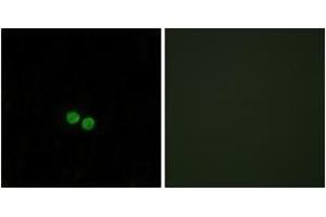 Immunofluorescence analysis of HepG2 cells, using CDC25C (Ab-48) Antibody. (CDC25C anticorps  (AA 14-63))