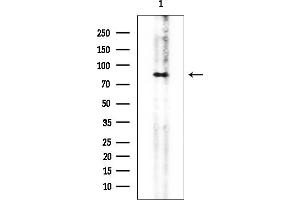 Western blot analysis of lysates from HepG2 cells, using Hsp90 beta Mouse Monoclonal Antibody at 1/1000 dilution.