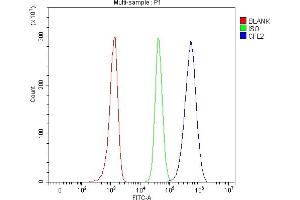 anti-Cofilin 2 (CFL2) (AA 121-153), (C-Term) antibody