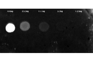 Dot Blot results of Streptavidin ATTO 425 Conjugate.