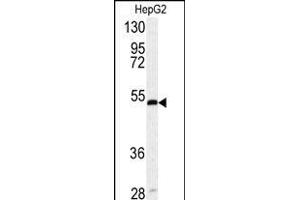 Western blot analysis of SERPINH1 antibody (Center) (ABIN391548 and ABIN2841497) in HepG2 cell line lysates (35 μg/lane). (SERPINH1 anticorps  (AA 169-196))