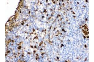 IHC testing of FFPE human tonsil with S100A9 antibody. (S100A9 anticorps  (AA 2-114))