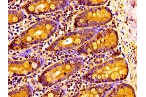 IHC image of ABIN7161386 diluted at 1:100 and staining in paraffin-embedded human small intestine tissue performed on a Leica BondTM system. (NPAS2 anticorps  (AA 644-763))