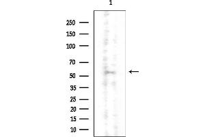 Western blot analysis of lysates from Mouse testis, using CNO Antibody at 1/1000 dilution.