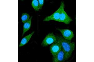 IF analysis of SHMT1 using anti-SHMT1 antibody (ABIN7599420). (SHMT1 anticorps  (AA 1-470))
