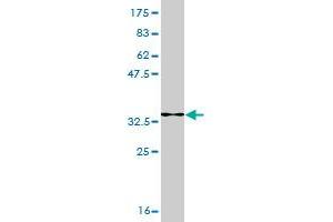 Western Blot detection against Immunogen (34.