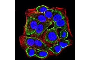 Immunofluorescence analysis of Hela cells using CD322 mouse mAb (green).