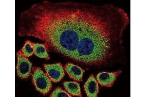 Confocal immunofluorescent analysis of NEU2 antibody with A549 cells followed by Alexa Fluor 488-conjugated goat anti-rabbit lgG (green).