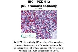 Image no. 1 for anti-Protocadherin 12 (PCDH12) (N-Term) antibody (ABIN1737889) (PCDH12 anticorps  (N-Term))