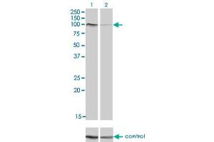 Western blot analysis of PCDHAC2 over-expressed 293 cell line, cotransfected with PCDHAC2 Validated Chimera RNAi (Lane 2) or non-transfected control (Lane 1). (PCDHAC2 anticorps  (AA 81-190))