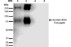 Western Blot analysis of Acrolein-BSA Conjugate showing detection of 67 kDa Acrolein-BSA using Mouse Anti-Acrolein Monoclonal Antibody, Clone 10A10 . (Acrolein anticorps  (Atto 488))