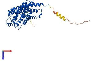 Aquaporin 10 (AQP10) (AA 1-301) protein (His tag)