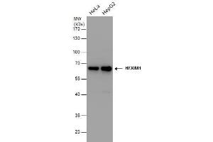WB Image HEXIM1 antibody detects HEXIM1 protein by western blot analysis. (HEXIM1 anticorps  (Center))