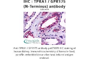 Image no. 1 for anti-Transmembrane Protein, Adipocyte Asscociated 1 (TPRA1) (Extracellular Domain), (N-Term) antibody (ABIN1740236) (GPR175 anticorps  (Extracellular Domain, N-Term))