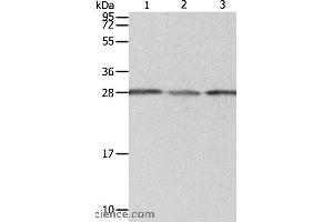 Western blot analysis of A549 cell, human liver cancer and fetal kidney tissue, using PSMD9 Polyclonal Antibody at dilution of 1:800 (PSMD9 anticorps)