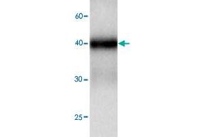 Western blot analysis in TDP2 recombinant protein with TDP2 monoclonal antibody, clone 69s87  at 1 : 1000 dilution.