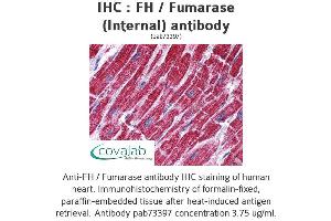 Image no. 1 for anti-Fumarate Hydratase (FH) (Internal Region) antibody (ABIN1734346) (FH anticorps  (Internal Region))
