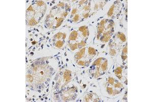 Immunohistochemistry (IHC) image for anti-Glutaredoxin 1 (GRX1) antibody (ABIN1876503) (Glutaredoxin 1 anticorps)