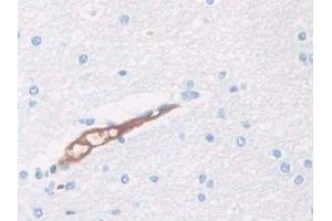 IHC-P analysis of Human Cerebrum Tissue, with DAB staining. (HPR anticorps  (AA 30-85))