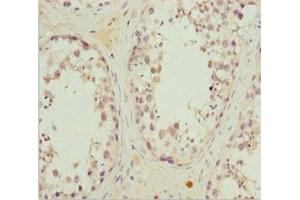 Immunohistochemistry of paraffin-embedded human testis tissue using ABIN7167215 at dilution of 1:100 (MRAS anticorps  (AA 79-208))