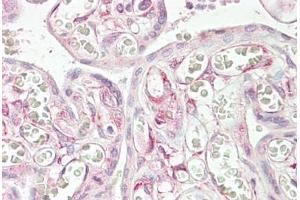 Anti-RARRES3 antibody IHC staining of human placenta. (RARRES3 anticorps  (AA 124-136))