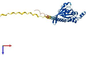 AlphaFold protein structure predicition of Human Recombinant RHOV Protein, UniprotID Q96L33