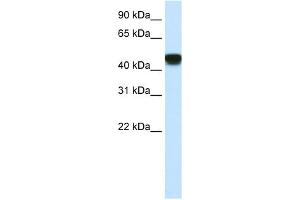 WB Suggested Anti-SNAPC1 Antibody Titration:  2. (SNAPC1 anticorps  (C-Term))