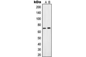 Western blot analysis of CNT2 expression in A549 (A), HepG2 (B) whole cell lysates.