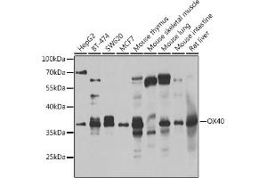 Western blot analysis of extracts of various cell lines, using CD134/OX40 antibody (ABIN6128881, ABIN6149325, ABIN6149326 and ABIN6223399) at 1:1000 dilution.