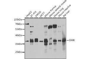 Western blot analysis of extracts of various cell lines, using CD134/OX40 antibody (ABIN6128881, ABIN6149325, ABIN6149326 and ABIN6223399) at 1:1000 dilution. (TNFRSF4 anticorps  (AA 29-214))