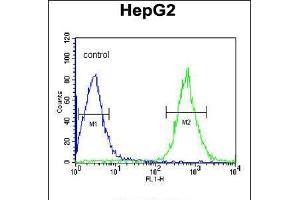 Flow cytometric analysis of HepG2 cells (right histogram) compared to a negative control cell (left histogram). (CDK14 anticorps  (N-Term))