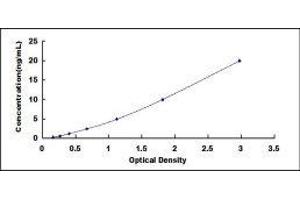 Betaine--Homocysteine S-Methyltransferase (BHMT) ELISA Kit