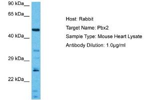 Host:  Mouse  Target Name:  PBX2  Sample Tissue:  Mouse Heart  Antibody Dilution:  1ug/ml (PBX2 anticorps  (N-Term))