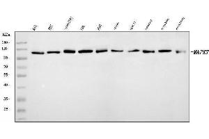 Western blot analysis of ERK5/MAPK7 using anti-ERK5/MAPK7 antibody (ABIN7601488).