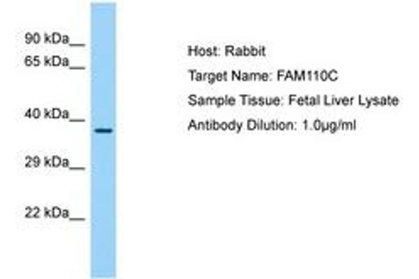FAM110C antibody  (AA 98-147)