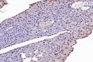 Immunohistochemistry analysis of paraffin-embedded mouse pancreas using,NUDT22 (ABIN7074928) at dilution of 1: 7200 (NUDT22 anticorps)