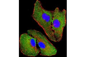 Immunofluorescent analysis of 4 % paraformaldehyde-fixed, 0.