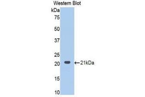 Western Blotting (WB) image for anti-Procollagen C-Endopeptidase Enhancer 2 (PCOLCE2) (AA 297-415) antibody (ABIN1860146)