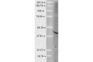 Western Blot analysis of Human Cell lysates showing detection of Aha1 protein using Rat Anti-Aha1 Monoclonal Antibody, Clone 25F2. (AHSA1 anticorps  (Atto 594))