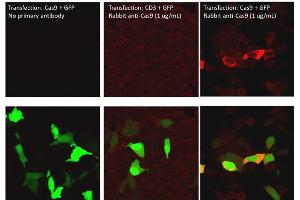Immunofluorescence of Rabbit Anti-Cas9 Antibody. (CRISPR-Cas9 (C-Term) anticorps (Biotin))