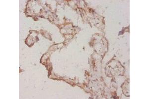 Immunohistochemistry of paraffin-embedded human placenta tissue using ABIN7177189 at dilution of 1:20 (FGF1 anticorps  (AA 16-155))
