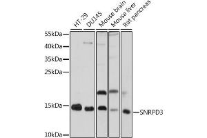 Western blot analysis of extracts of various cell lines, using SNRPD3 antibody (ABIN7270364) at 1:1000 dilution. (SNRPD3 anticorps  (AA 8-121))