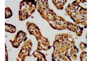 IHC image of ABIN7168275 diluted at 1:400 and staining in paraffin-embedded human placenta tissue performed on a Leica BondTM system.