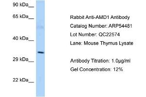 Western Blotting (WB) image for anti-Adenosylmethionine Decarboxylase 1 (AMD1) (C-Term) antibody (ABIN2785733) (AMD1 anticorps  (C-Term))