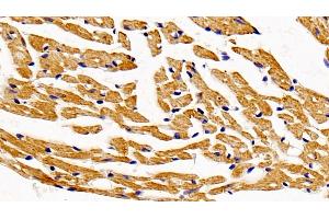 anti-Hydroxyacyl-CoA Dehydrogenase (HADH) (AA 1-167) antibody