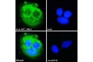 ABIN185597 Immunofluorescence analysis of paraformaldehyde fixed Caco-2 cells, permeabilized with 0. (Iba1 anticorps  (Internal Region))